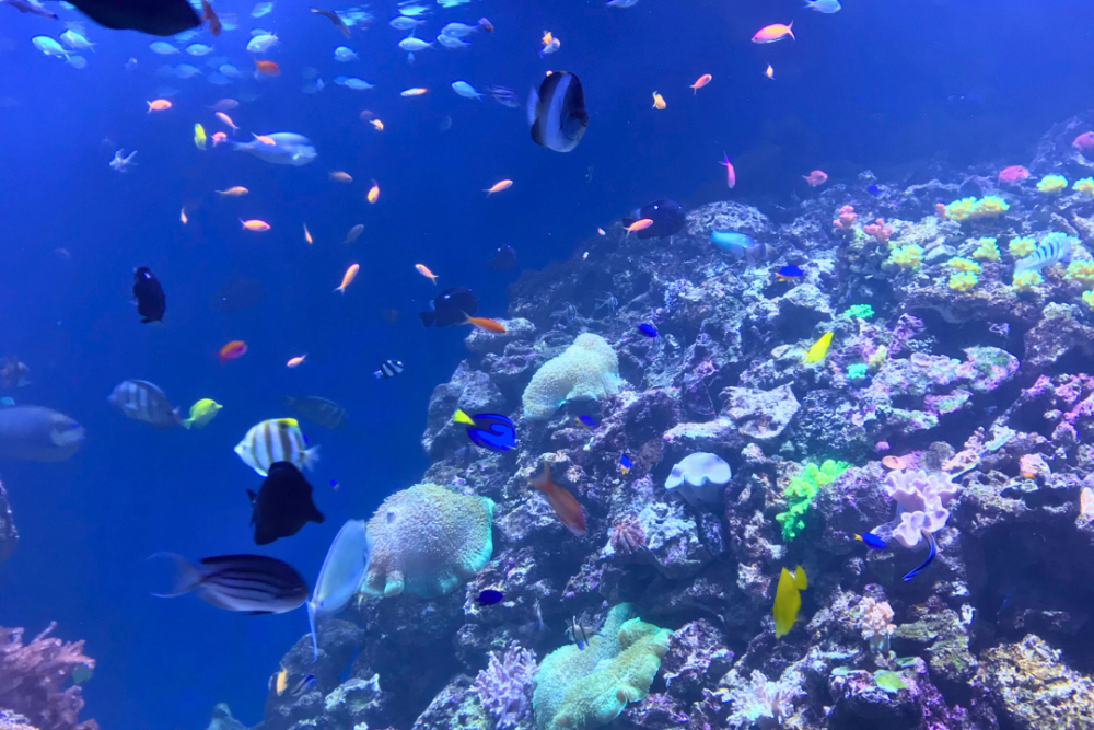 AquaRio RJ